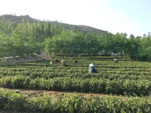 济宁茶叶 济宁茶叶