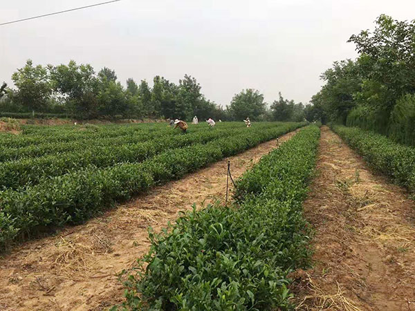 茶叶加工厂 茶叶加工厂