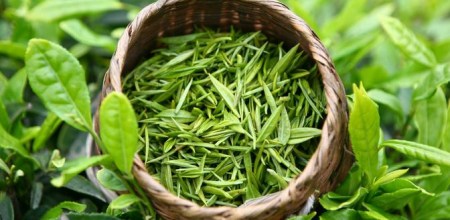 茶叶加工厂 茶叶加工厂