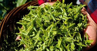 绿茶的禁忌 绿茶的禁忌