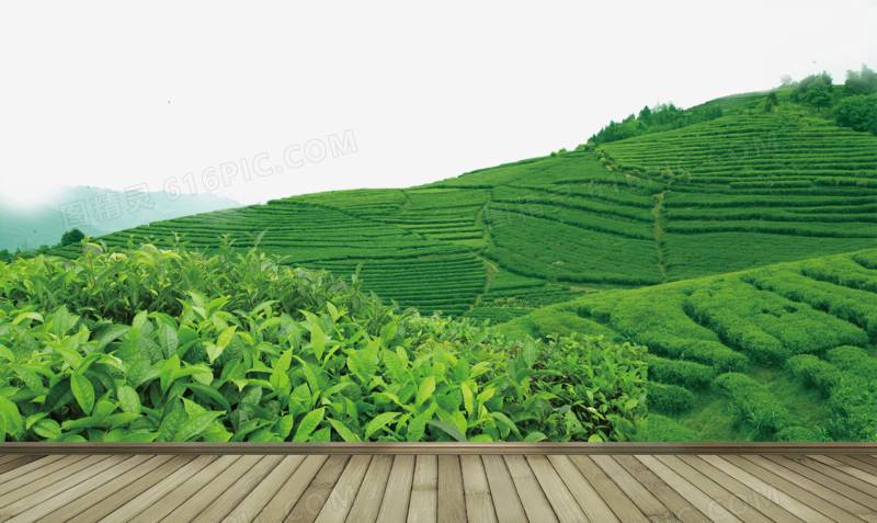 茶叶加工厂 茶叶加工厂